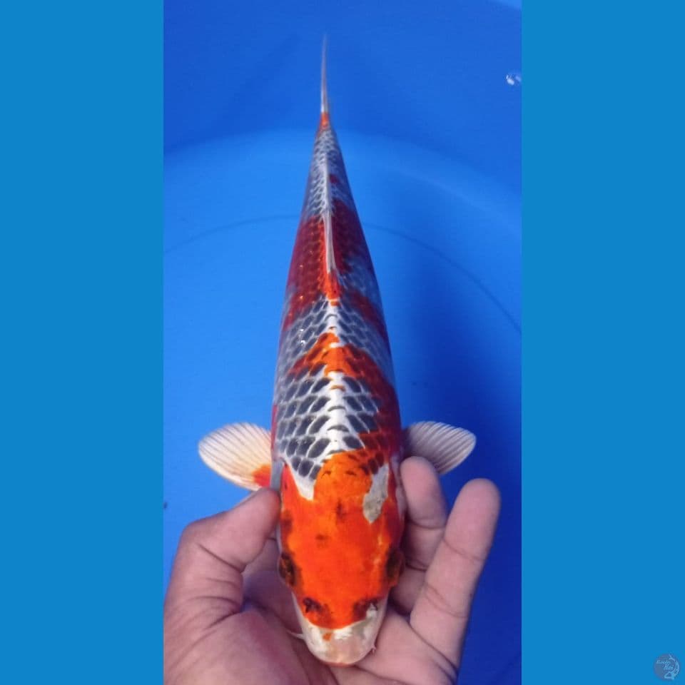 KUJAKU 35CM