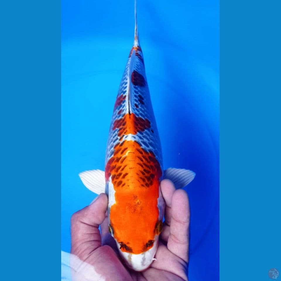 KUJAKU 37CM