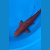 Chagoi Tembaga 41cm jantan
