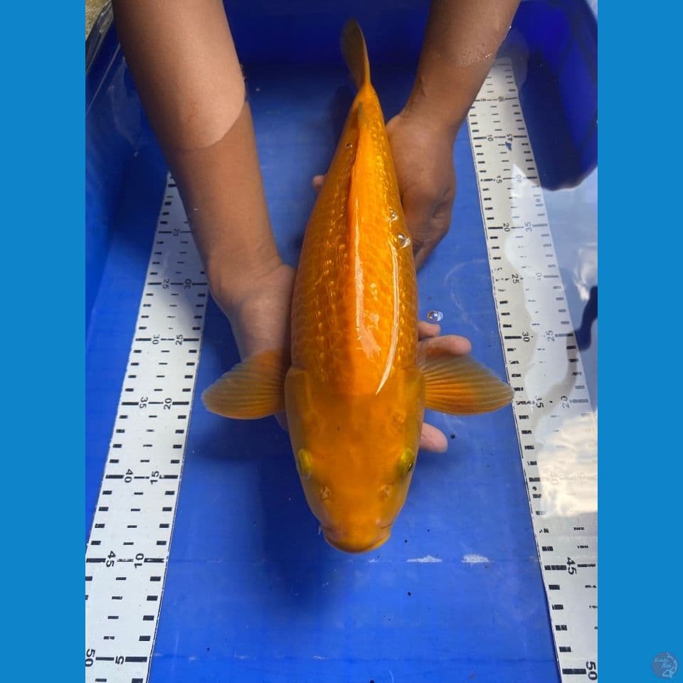 karashi ginrin punuk