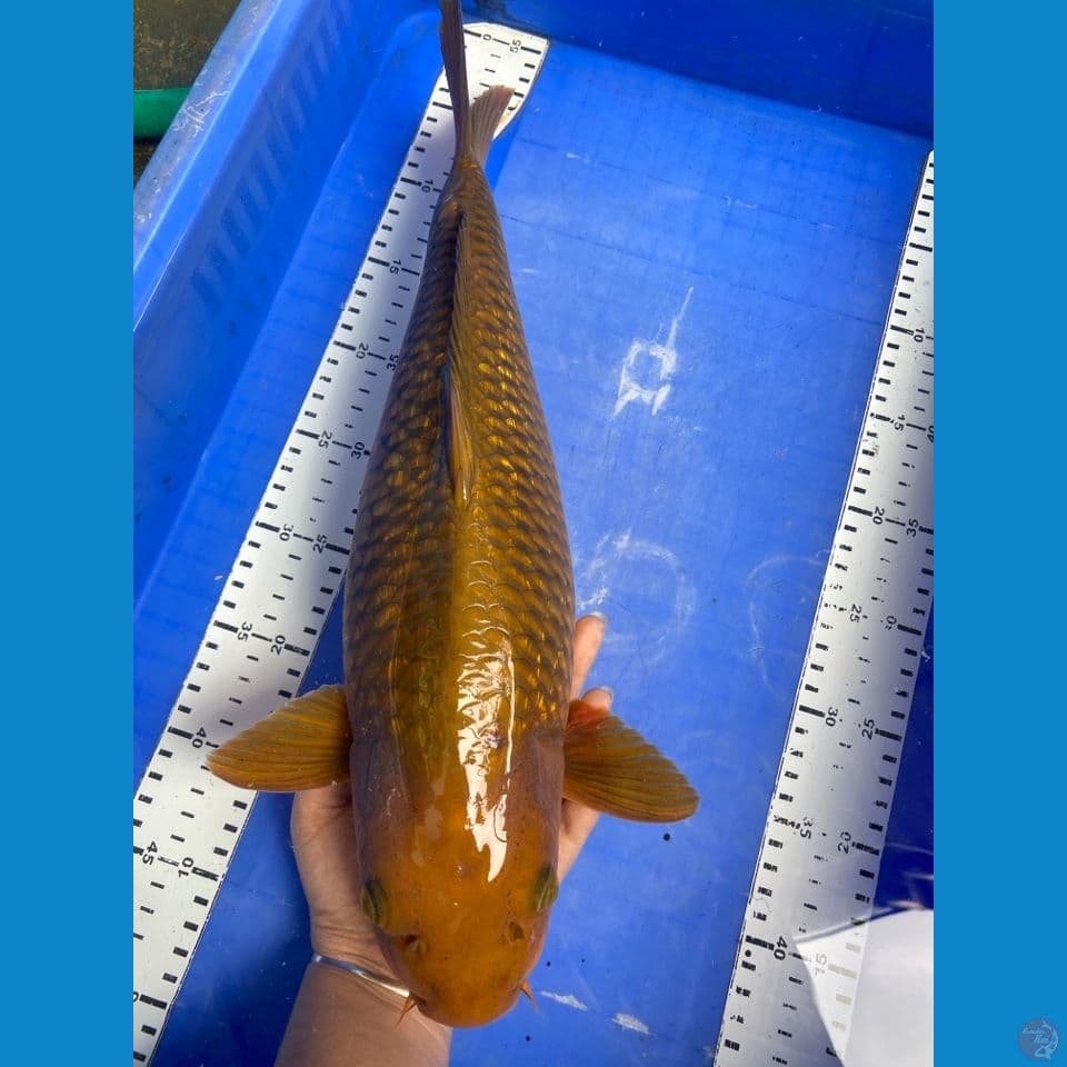 45 chagoi jumbo