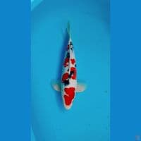 Sanke SQ 33cm Male