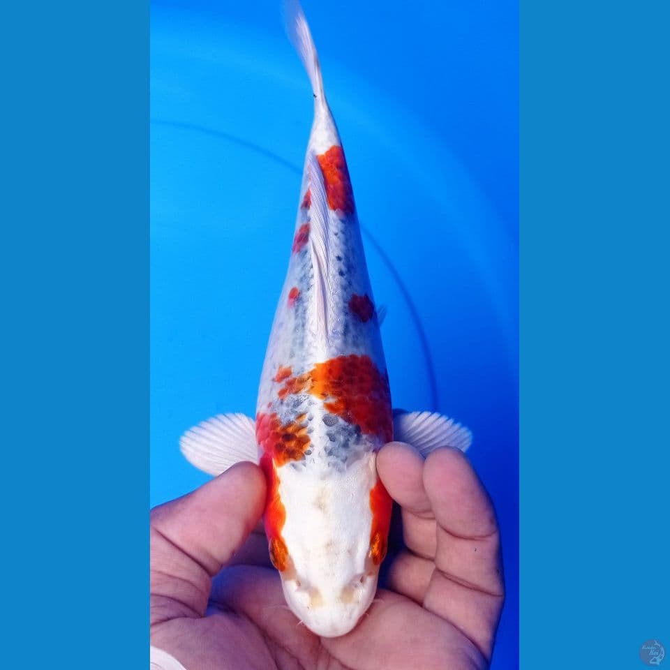 MINTUL 23CM