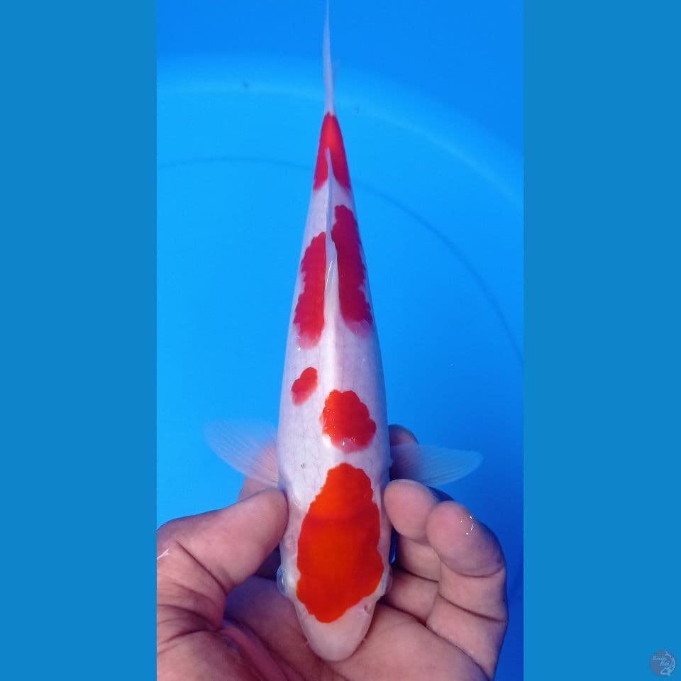 KOHAKU 25CM