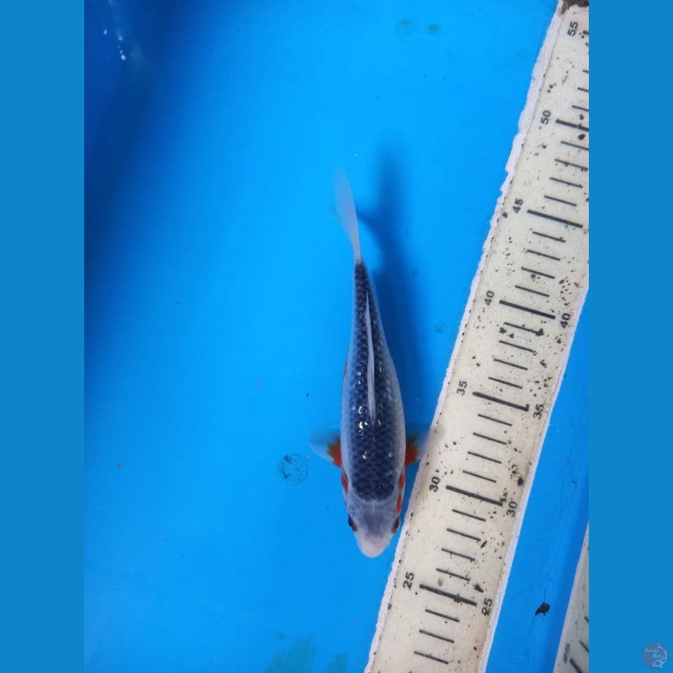asagi 18cm