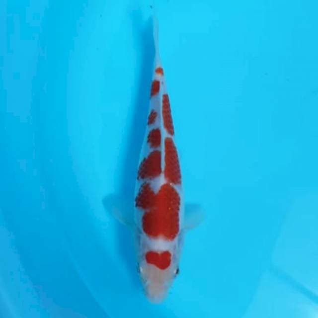 Kohaku maruten original