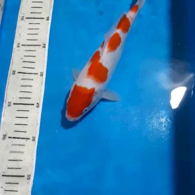 KOHAKU 26 CM