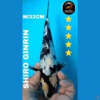 shiro GINRIN 22cm