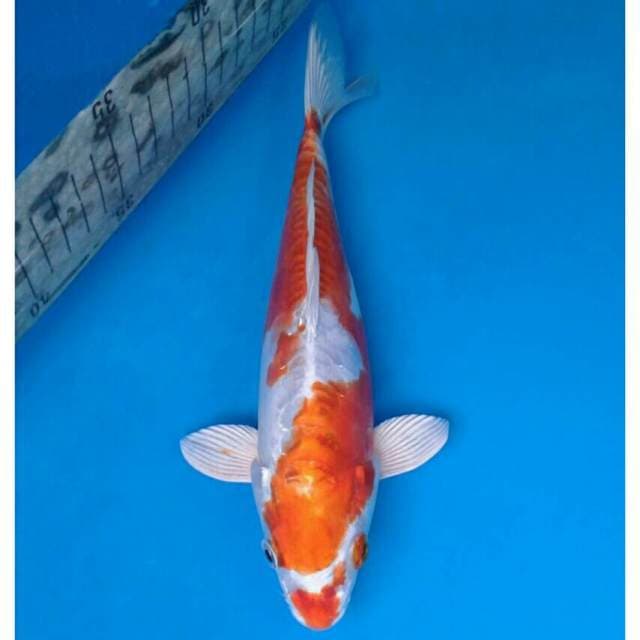 Kikushui Import non serti