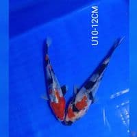 DUO DOITSU SHOWA U10-12cm