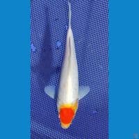 22cm