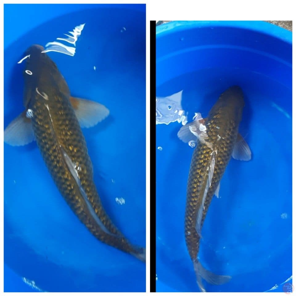 midori ginrin 50cm B.U Bulky