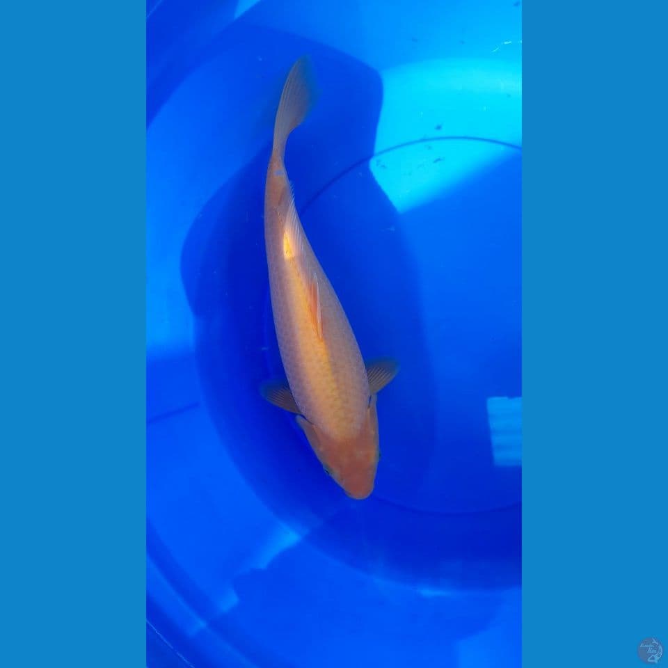 38cm RED KARASI