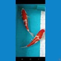 kohaku 