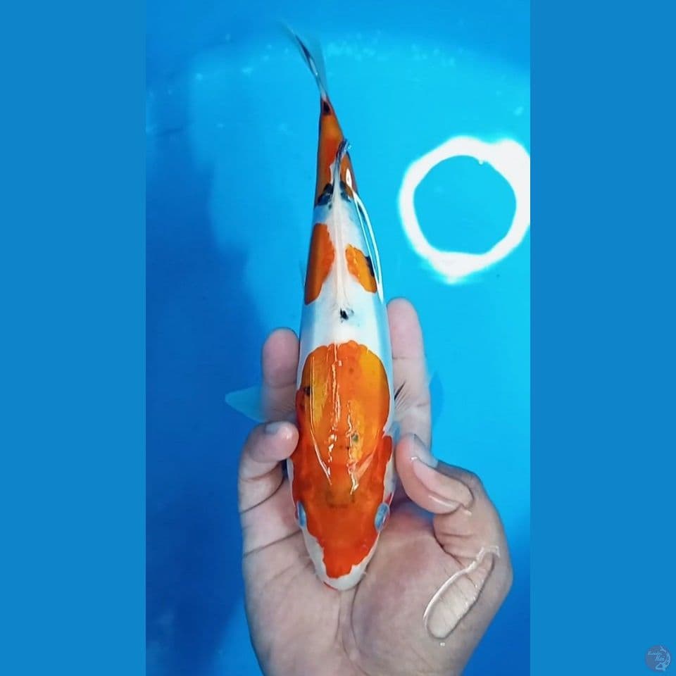 Beni Kumonryu 25cm