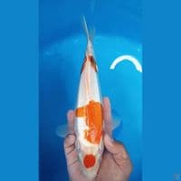 Maruten Yamato Nishiki 31cm