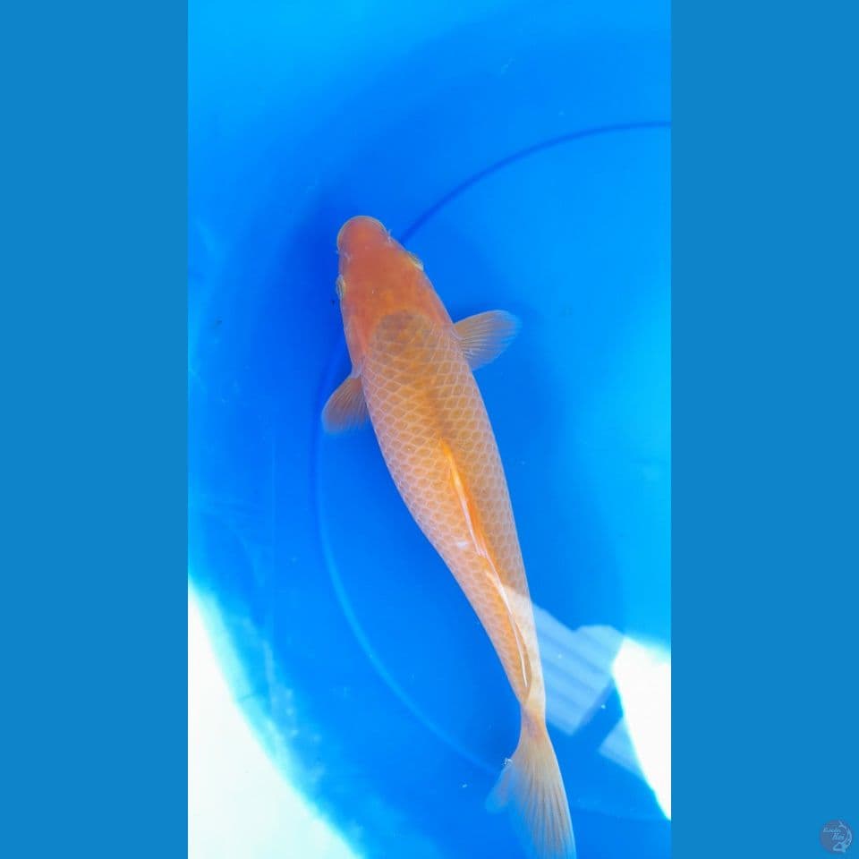 30cm RED CARAMEL