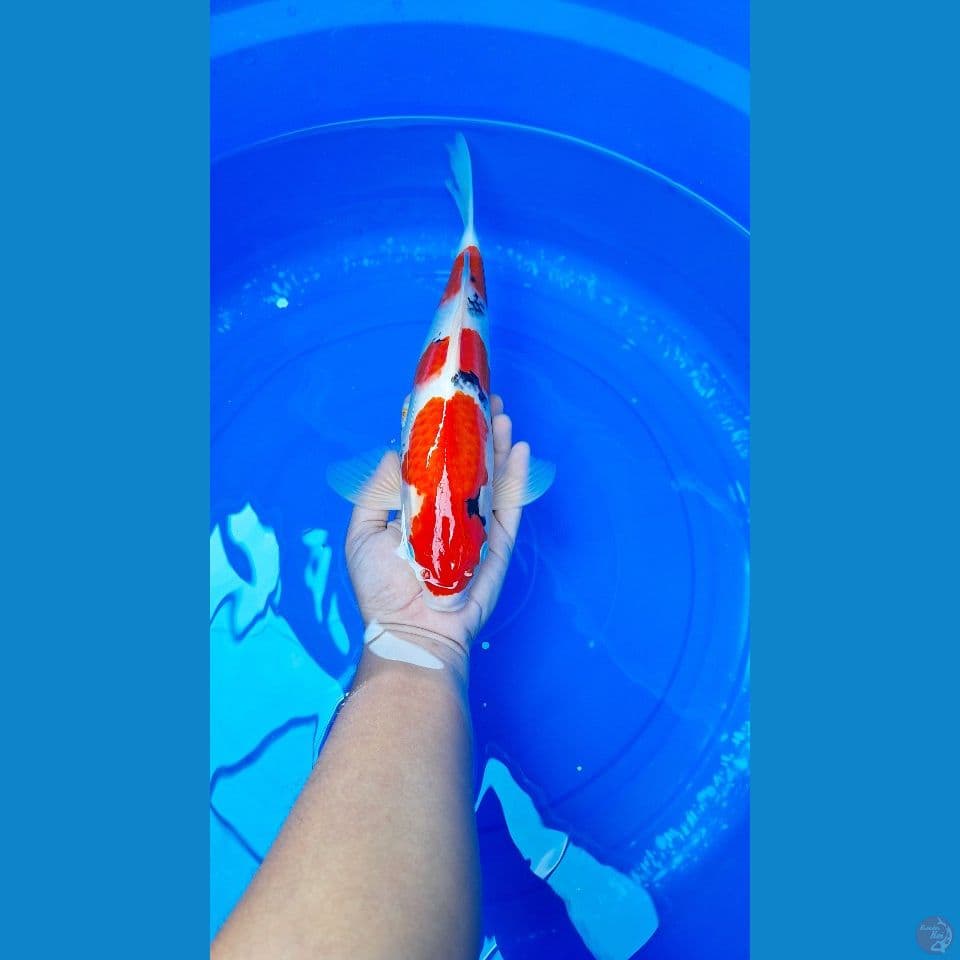Sanke 35 cm