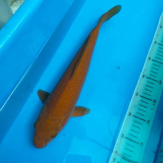 Chagoi Tembaga Male 36cm