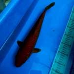 Chagoi Tembaga Male 36cm