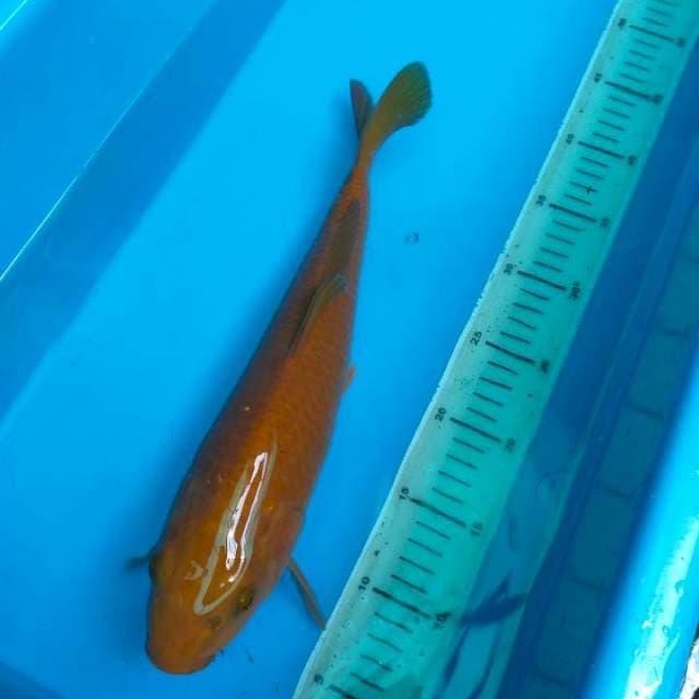 Chagoi Tembaga Male 36cm
