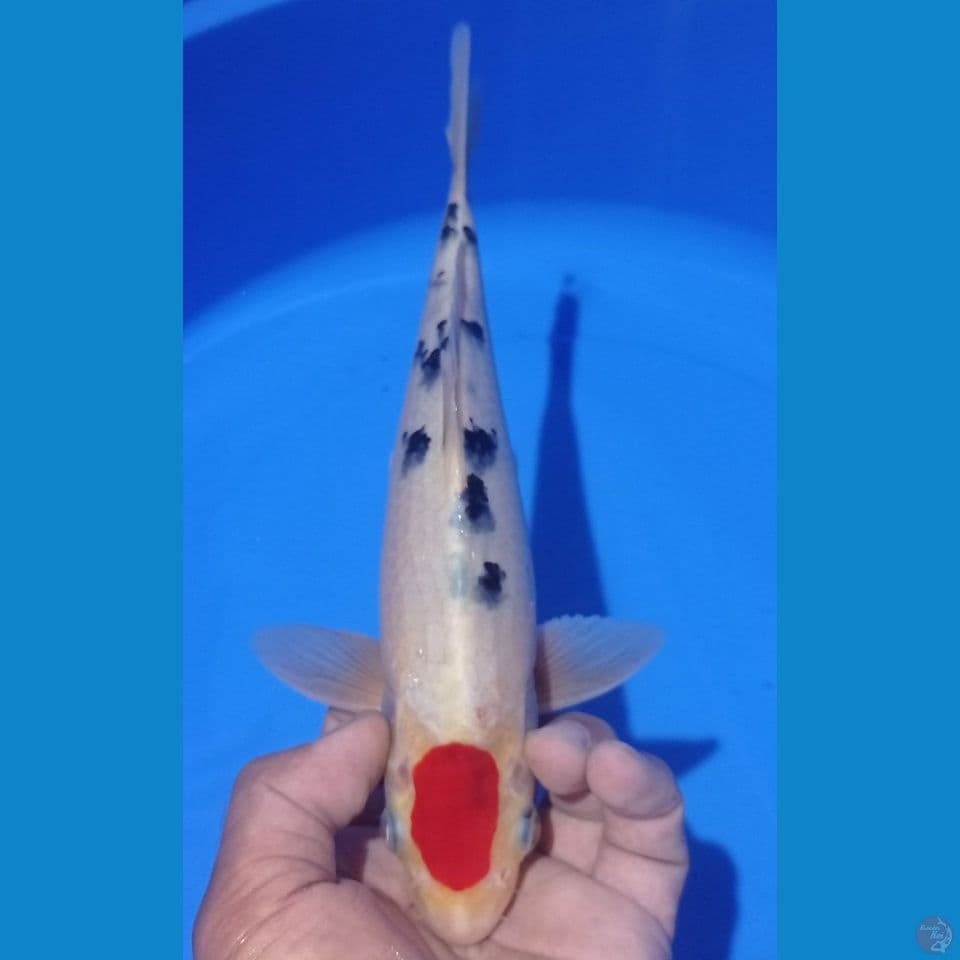 tanco sanke 30cm