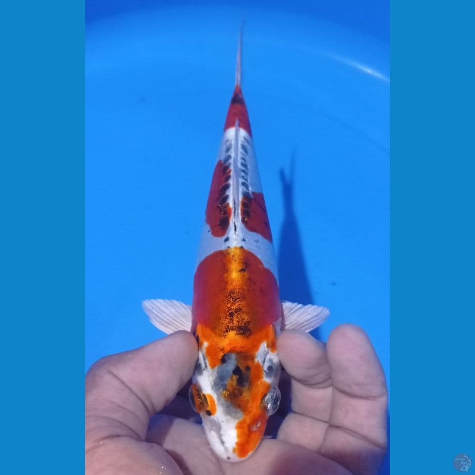 kiko 25cm
