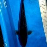 SORAGOI 37 Cm, Jaring rapi