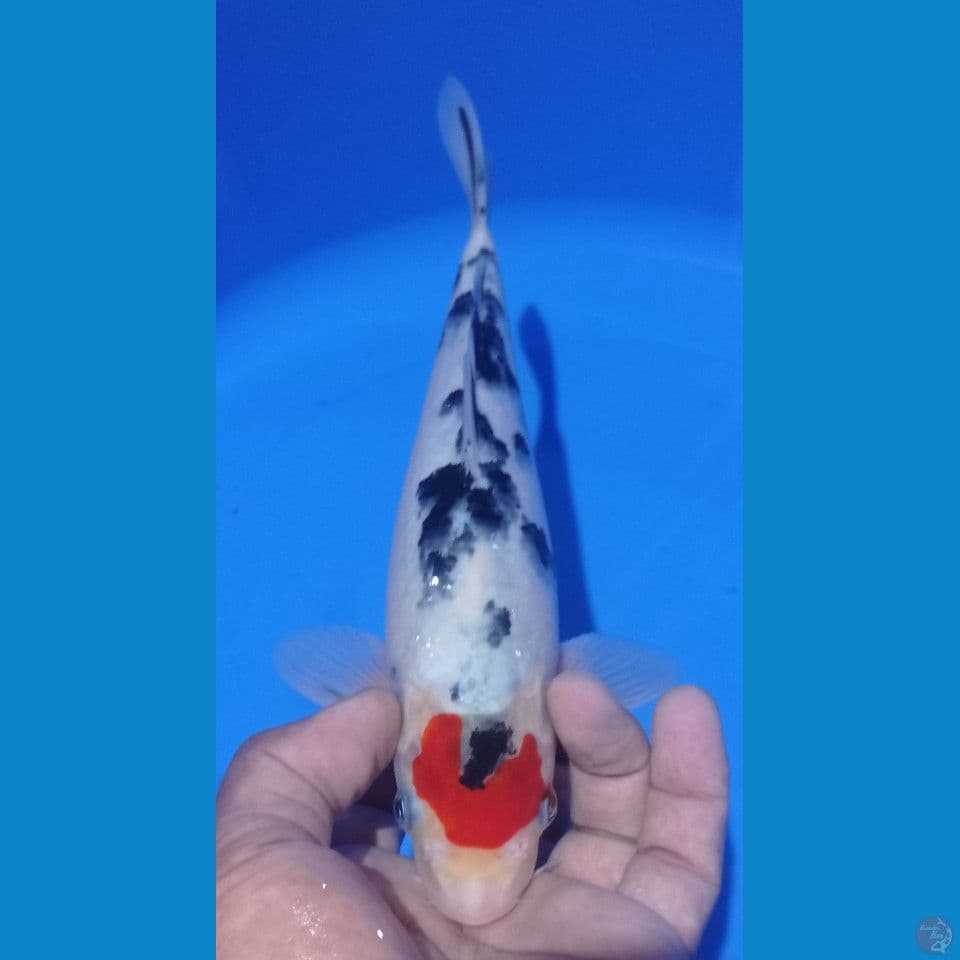 TANCO SANKE 28CM