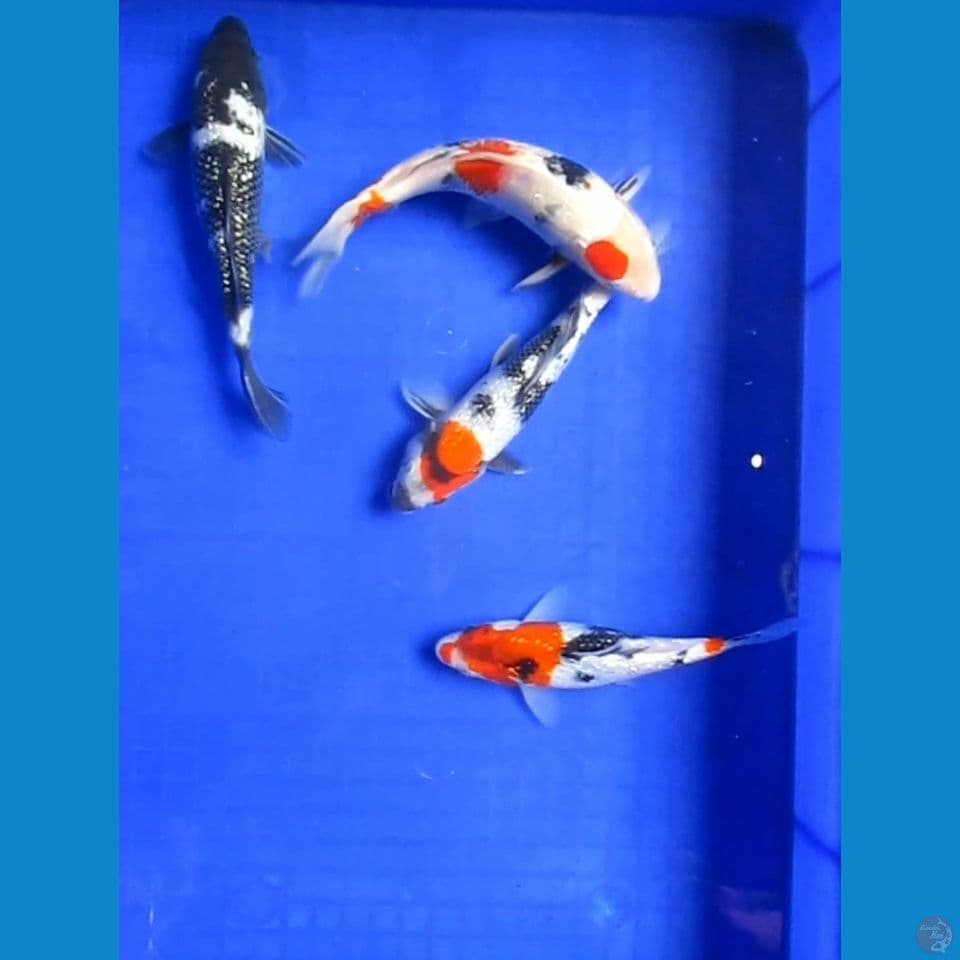 Paket 4 Ekor 19 - 23 Cm