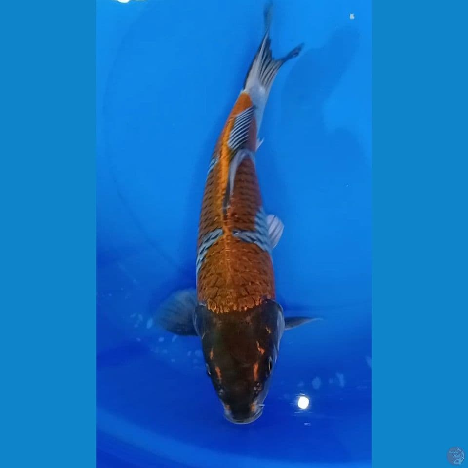OCHIBA KOGANNE 39 CM