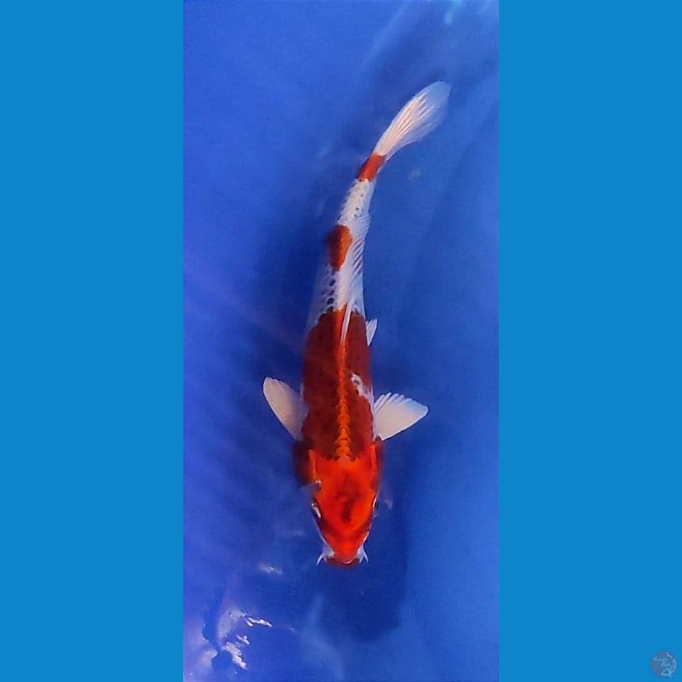 2412 Kujaku mantab 24cm Jantan