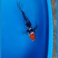 tc showa slayer 36cm 