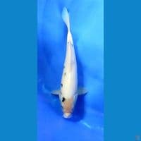 2412.. Shiro Bekko 32cm Jantan 