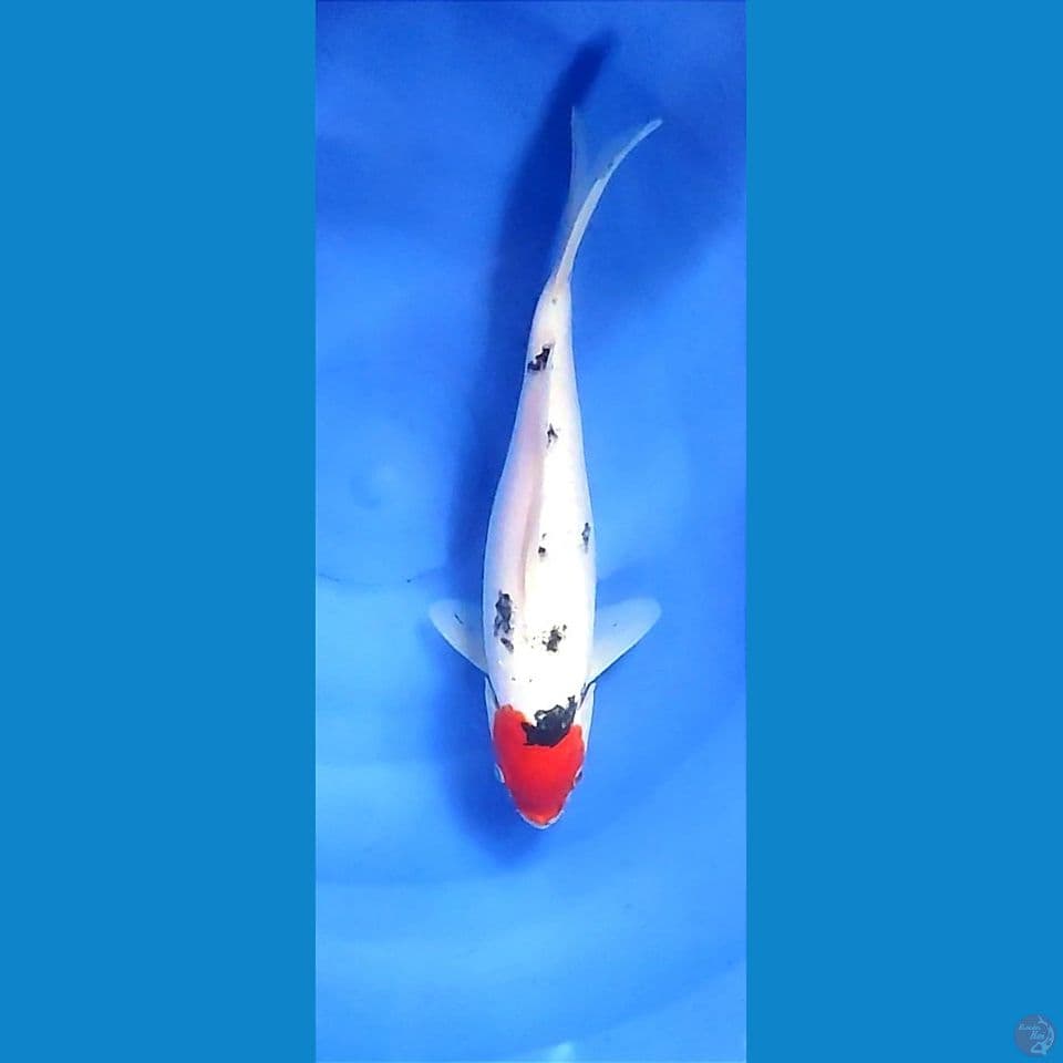 2412. Original Tancho Showa 30cm Female