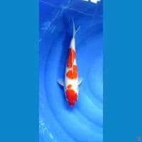 2412. Original Kohaku Body Joss 30,5cm Female