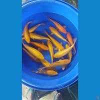 karasi red ginrin 