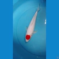 tanco kohaku 33 cm