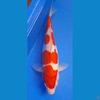 Kohaku F-28CM