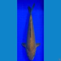 Chagoi tembaga M-35CM