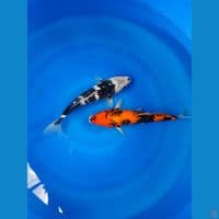 showa & shiro gin 28 cm