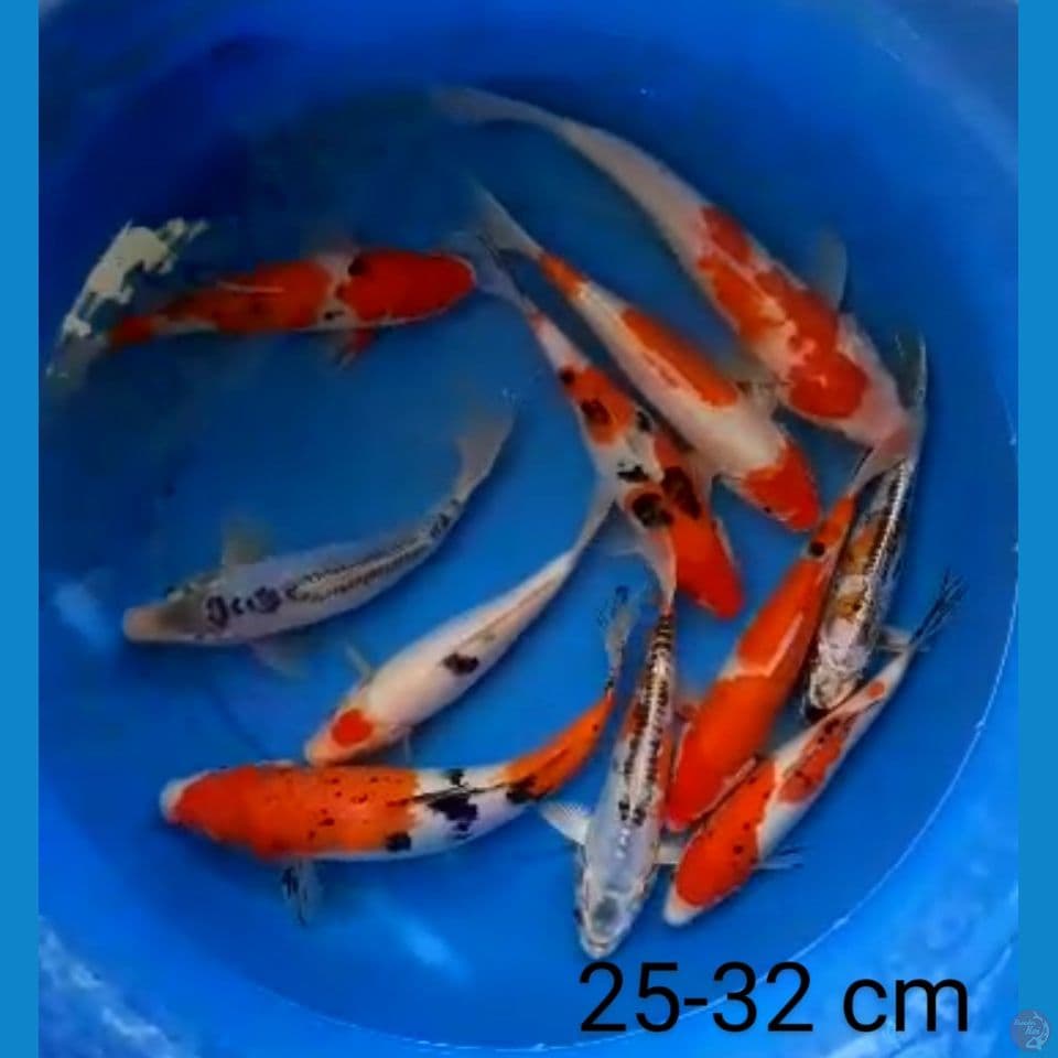 mix 11 ekor 25-32 cm