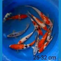 mix 11 ekor 25-32 cm