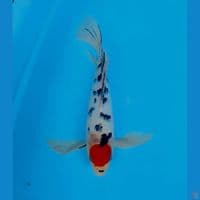 tancho sanke kumpay 36cm male 