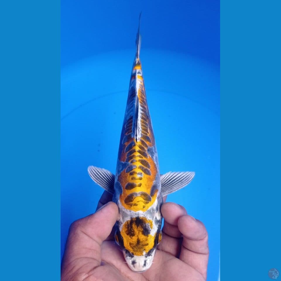 KIKO 27CM
