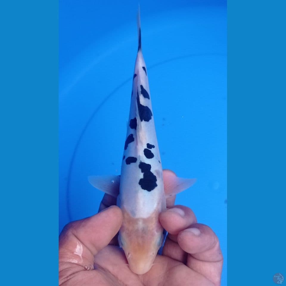 DOITSU 22CM