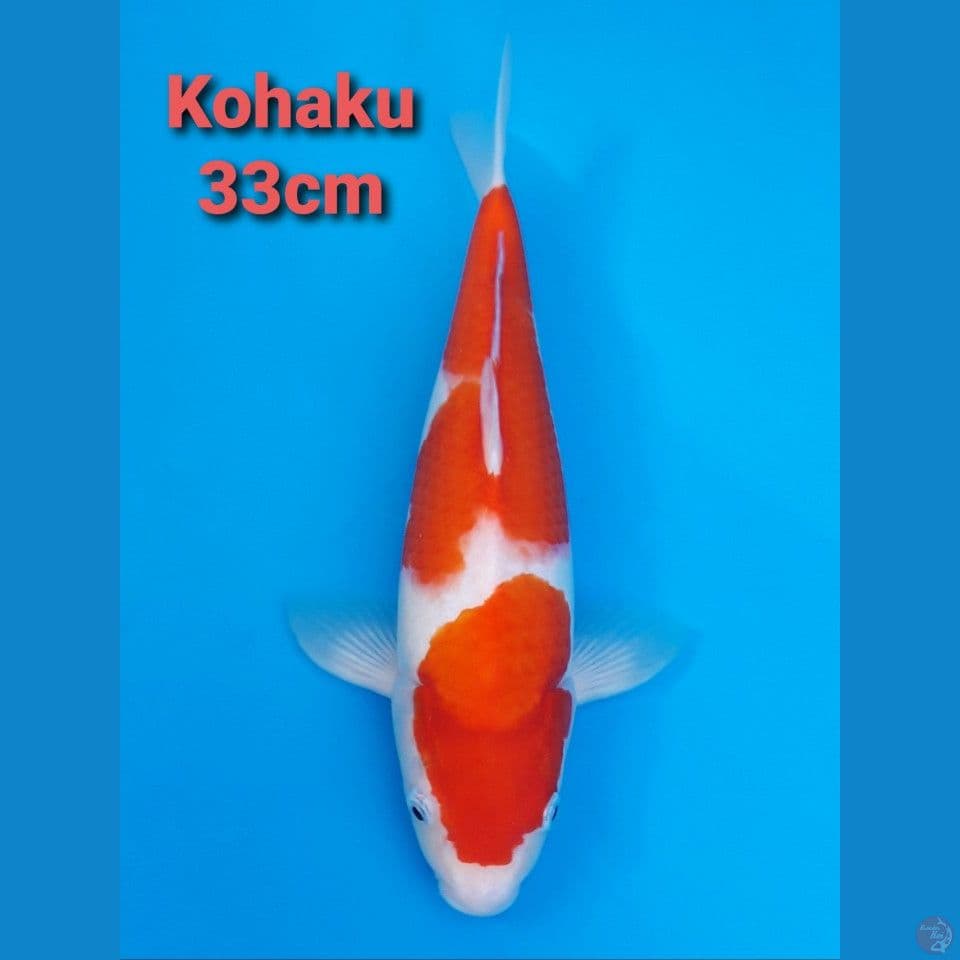 KOHAKU 33CM