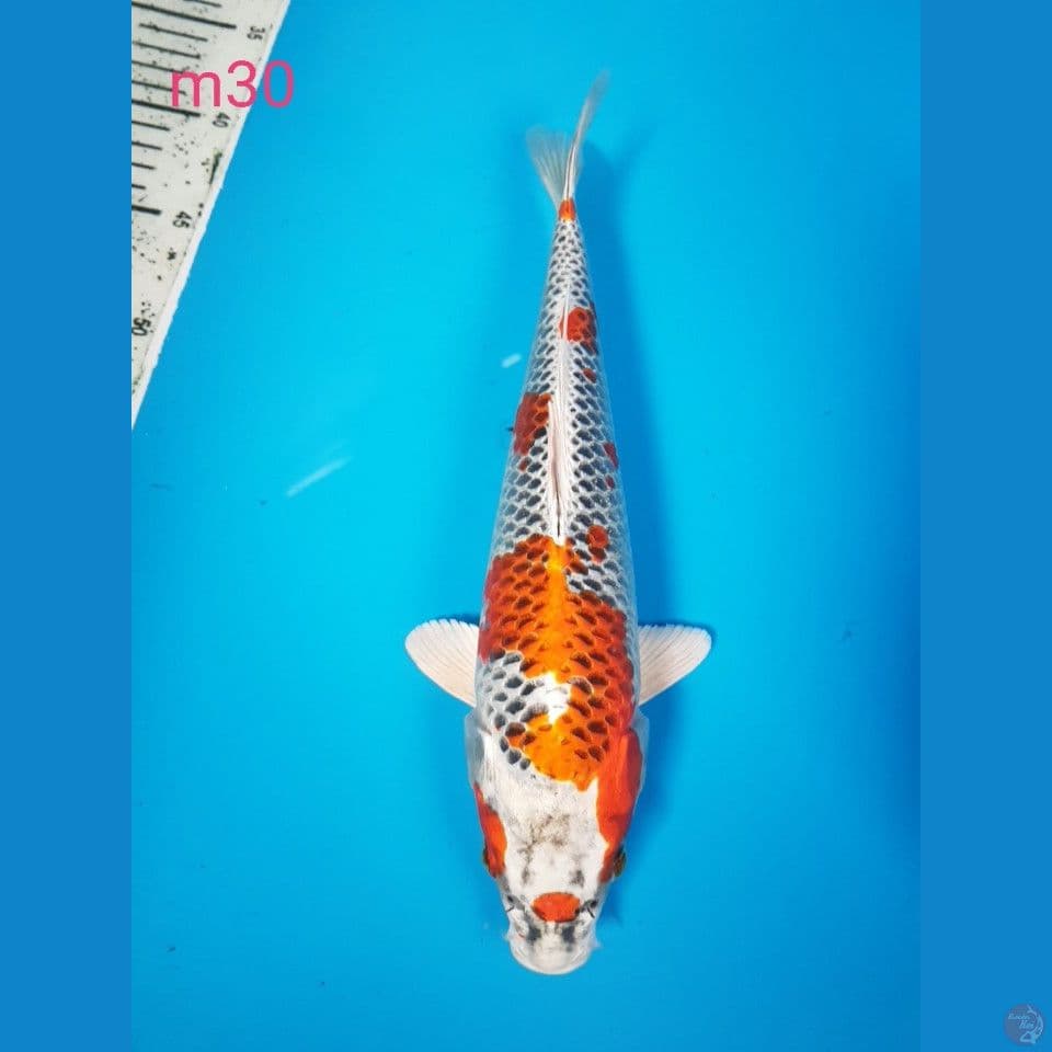 kujaku 30cm