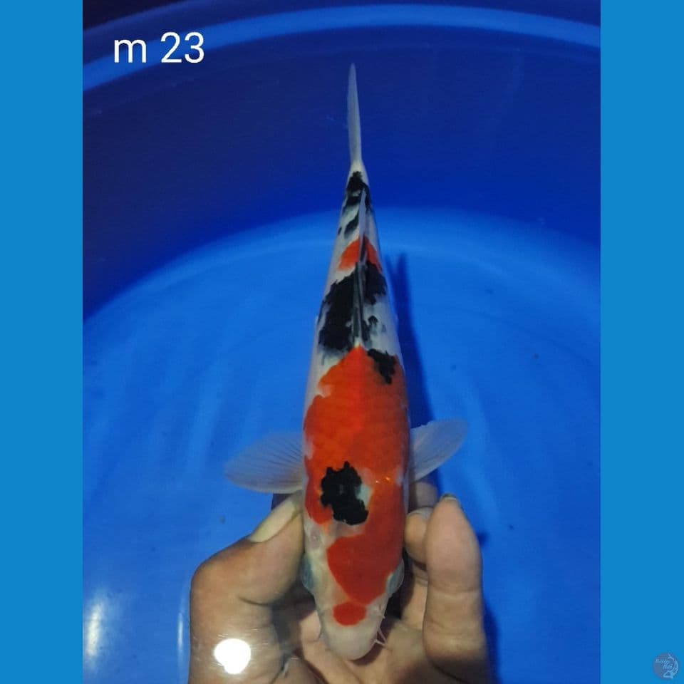 sanke size 23cm