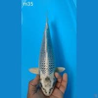 gin matsuba 35cm